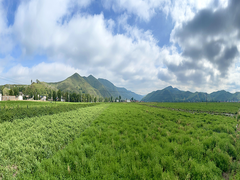 药圣堂黄芪党参基地